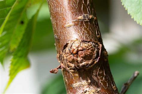 photo d'une branche de figuier atteinte par le chancre