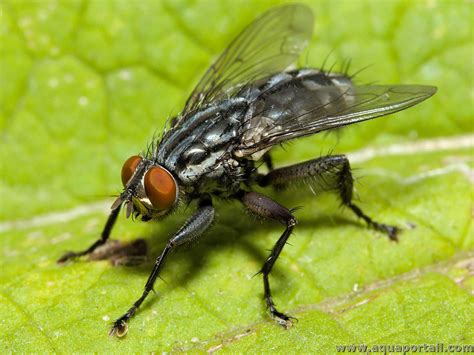 image d'une figue attaquée par la mouche noire