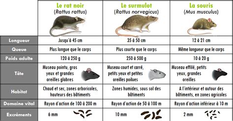 Infographie montrant le rôle de la grille de fond contre les rongeurs et l'aération