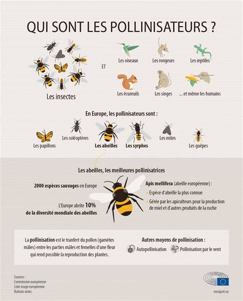 Infographie montrant le rôle des pollinisateurs dans l'écosystème