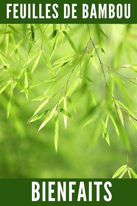 Illustration de poules picorant des feuilles de bambou