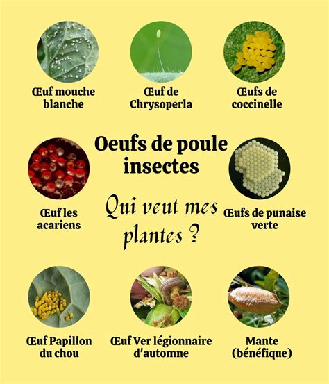 Infographie présentant différentes plantes bénéfiques pour les poules et leurs propriétés