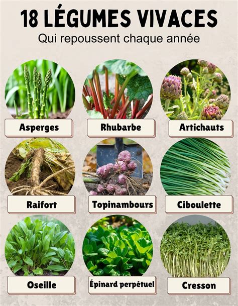 Schéma illustrant le système racinaire profond des légumes vivaces comparé aux annuelles