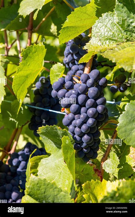 Vue rapprochée sur des grappes de Pinot Noir en lutte raisonnée