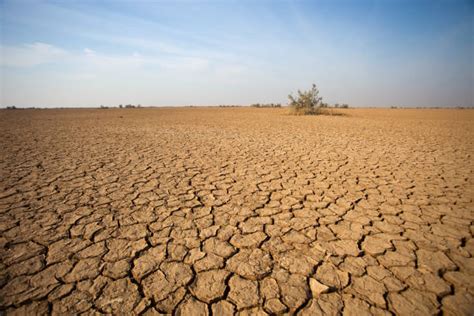 Sol stérilisé et craquelé par l'excès de sel