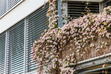 clématites en fleurs sur un balcon