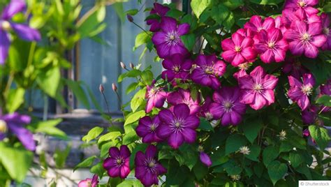 clématites en pot sur une terrasse