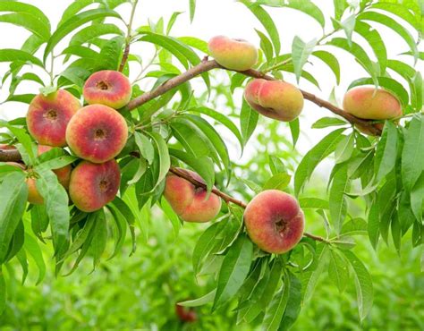 Photo d'un pêcher Springcrest avec ses fruits mûrs