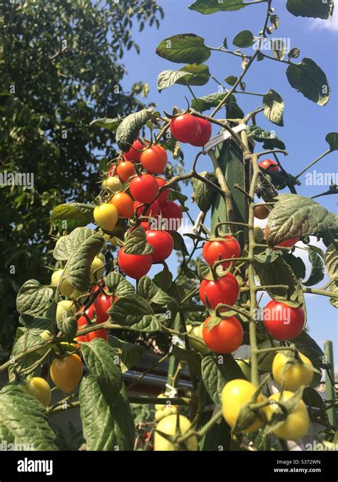 Plant de tomate en pleine croissance avec des fruits rouges