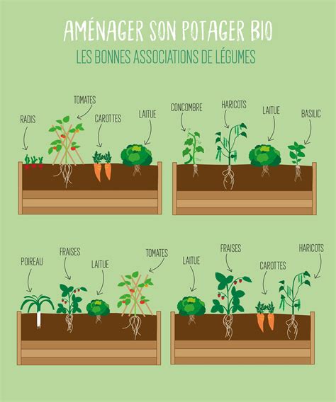 Schéma illustrant l'association des plantes au potager