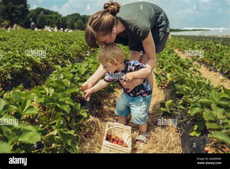 Famille souriante cueillant des fraises