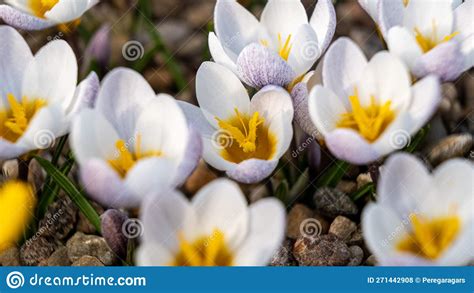 Un tapis de fleurs de crocus colorées dans un jardin au début du printemps