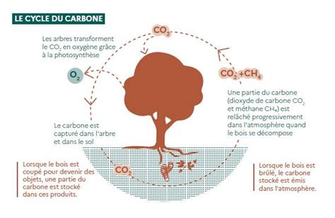 Infographie montrant le cycle du carbone dans la rhizosphère