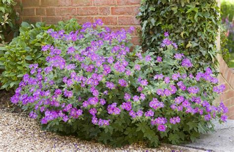 Géranium vivace en massif