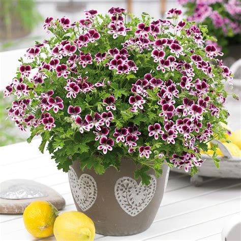 Géranium vivace en pot avec paillage