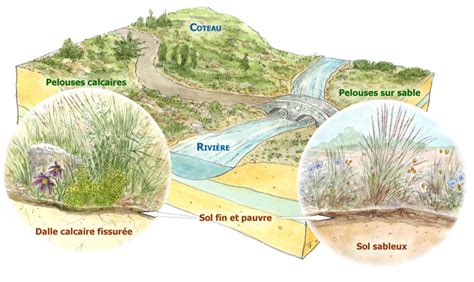 Schéma illustrant le cycle de pâturage et l'entretien des pelouses calcaires par les chevaux Konik polski