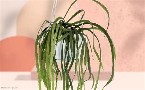 Rhipsalis boliviana en suspension