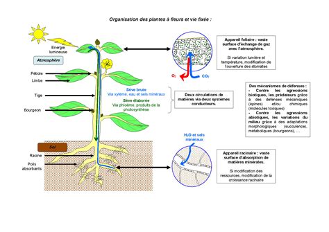 Diagramme expliquant l'étiolement des plantes