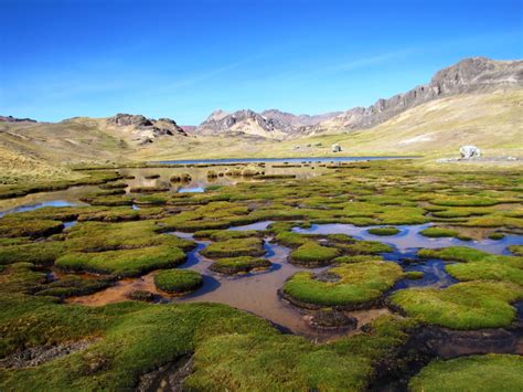 Paysage de bofedales andins