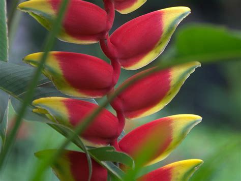 Fleur de Patujú