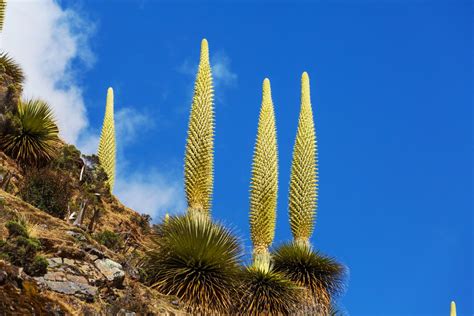 Une variété de Puya