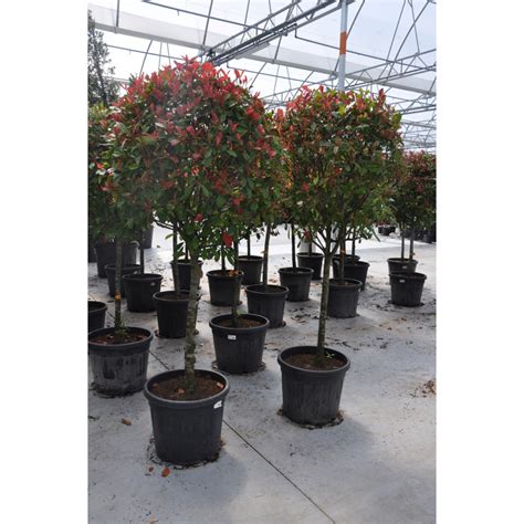 Photinia taillé en boule décorative