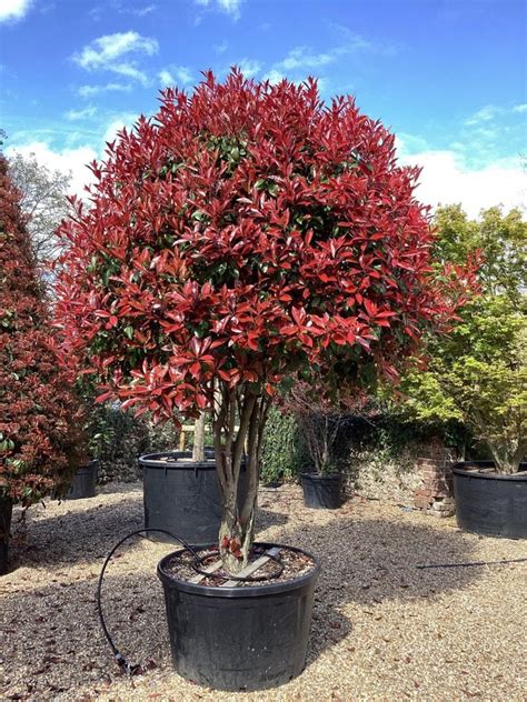 Photinia 'Red Robin' en pot sur une terrasse ensoleillée