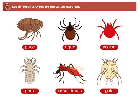 Illustration montrant les différents types de parasites qui peuvent affecter l'hibiscus