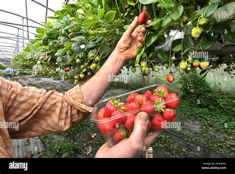 Main cueillant des fraises rouges mûres