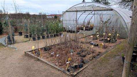 Pépinière avec divers arbres fruitiers et arbustes