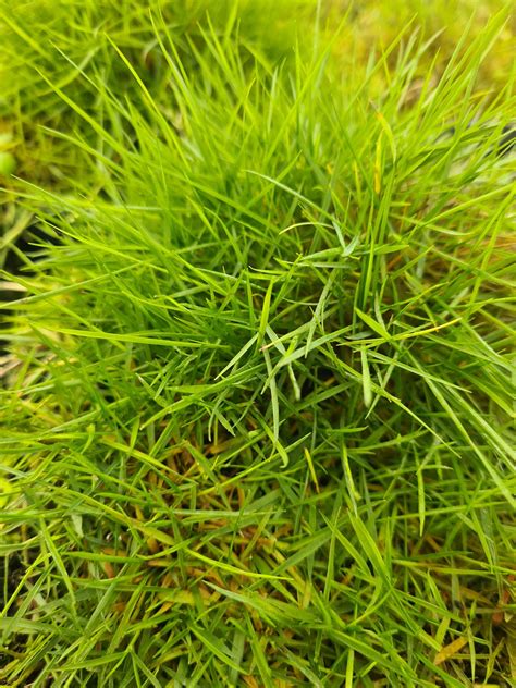 Feuillage détaillé de Zoysia tenuifolia