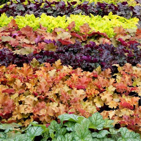Massif d'Heucheras aux couleurs variées