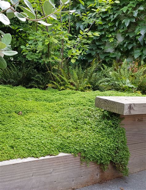 Tapis végétal d'Helxine