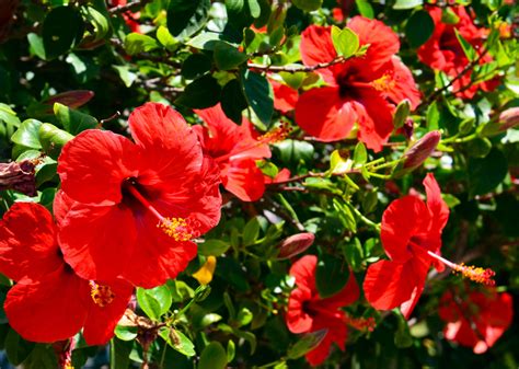 Champ de fleurs d'hibiscus en pleine floraison dans une zone tropicale