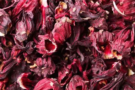 Gros plan sur des calices d'hibiscus séchés de couleur rouge intense