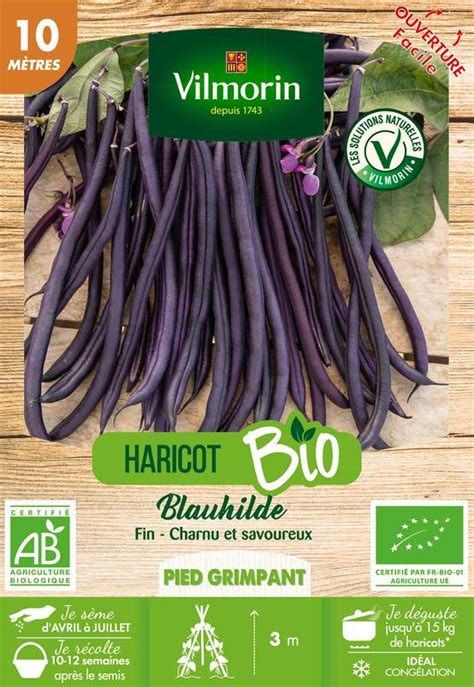 Illustration d'un plant de haricot Blauhilde avec ses gousses caractéristiques bleu-violet sur des rames