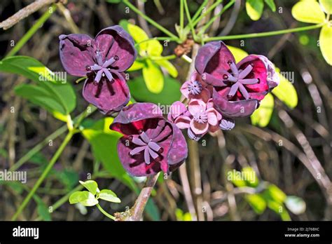 Fleurs et fruits de l'Akebia quinata