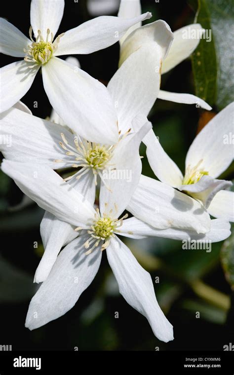 Fleurs de Clematis armandii