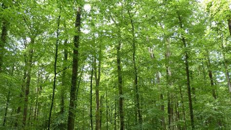 Forêt de chênes en France