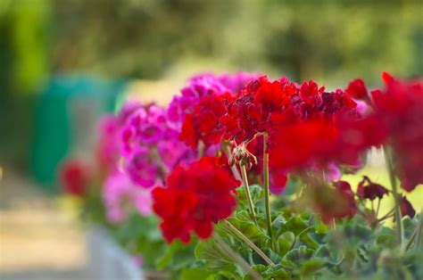 Géraniums colorés en pleine floraison sur un balcon