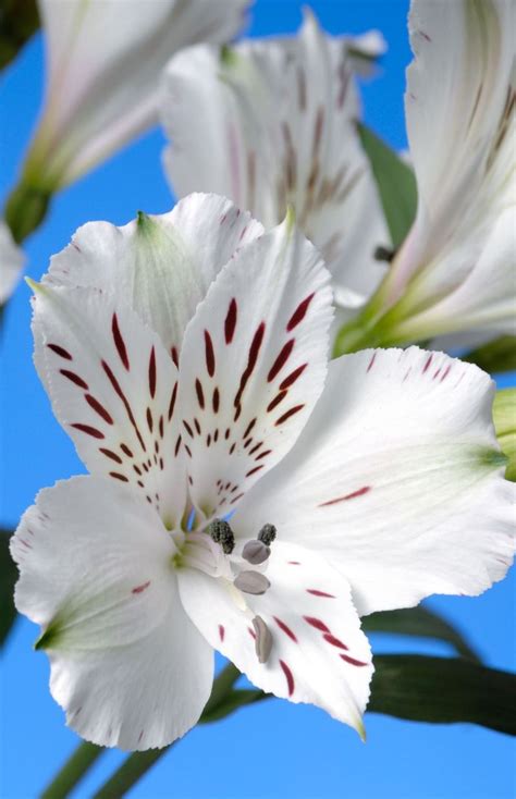 Alstroemeria en pleine floraison