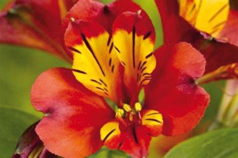 Détail d'une fleur d'Alstroemeria avec ses stries caractéristiques