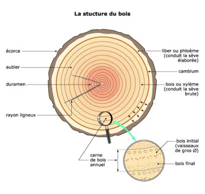 Schéma illustrant la structure interne d'un arbre avec une zone de bois mort protégée par des cernes de croissance
