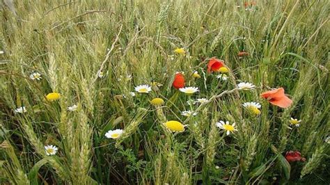 Observation des adventices dans un champ de blé