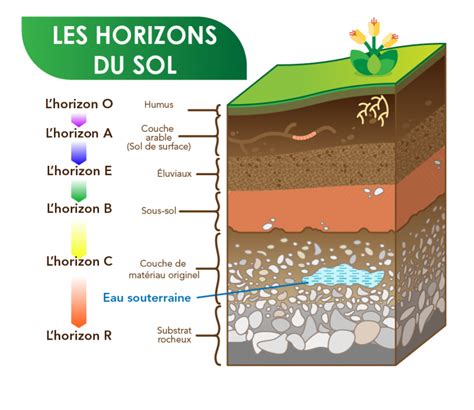 Diagramme montrant les couches du sol et l'apport de BRF