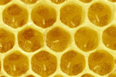 Jeune larve d'abeille dans une alvéole