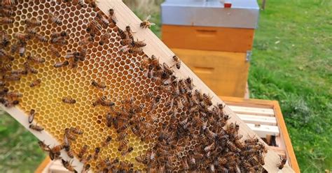 Colonie d'abeilles en pleine activité sur des cadres