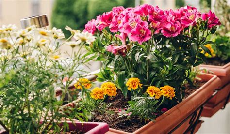 Petite jardinière avec des fleurs