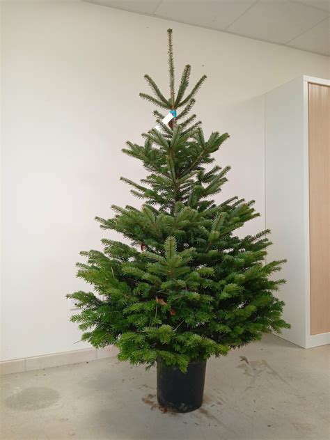 Sapin de Noël en pot avec ses racines visibles