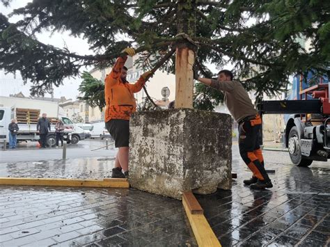 Illustration du bon positionnement du collet du sapin lors de la plantation